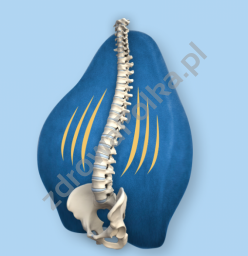 Poduszka ortopedyczna lędźwiowa z pamięcią prawidłowe siedzenie